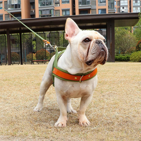Harnais-chien-anti-traction-Bull-dog-blanc