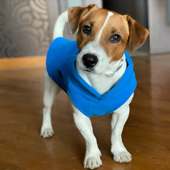 Manteau-chien-polar-bleu-chien sur-table