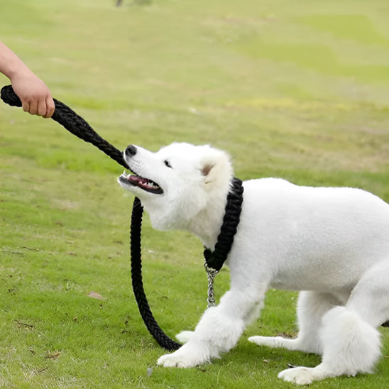 Laisse pour chien | Laisse forte tressée