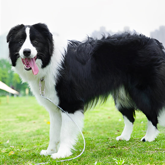 Laisse-pour-chien-SecurePet-30m