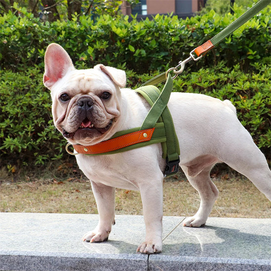 Harnais-chien-anti-traction-Bull-blanc
