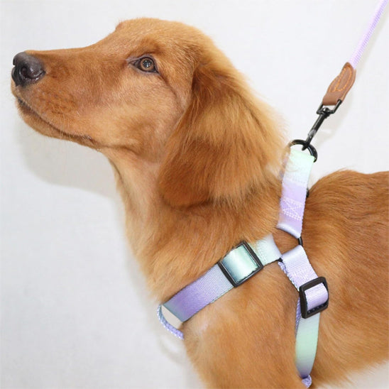 Harnais-pour-chien-coloré-golden