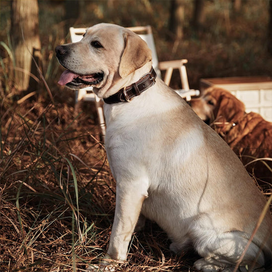 Collier-chien-en-cuir-beige
