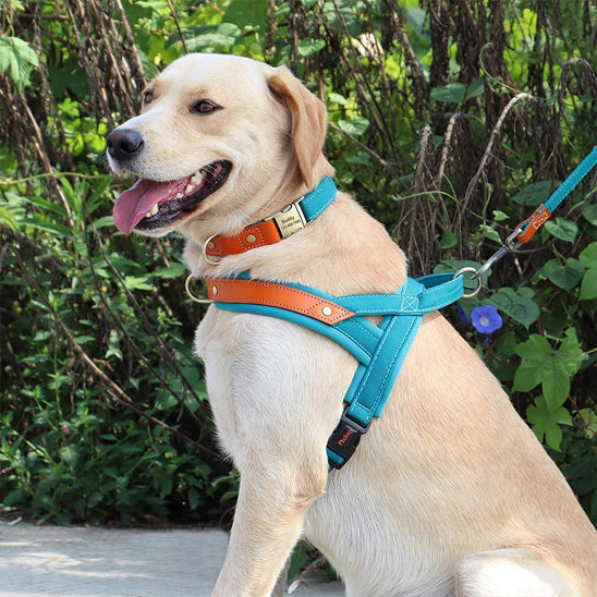 Harnais-chien-anti-traction-bleu-labrador