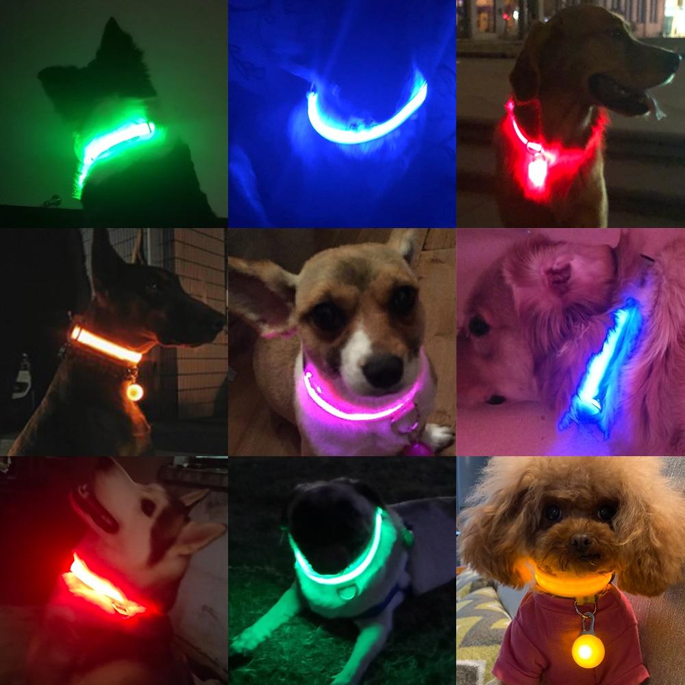 LedCollar™ - Collier à LED rechargeable pour chien - Chienspassionnes