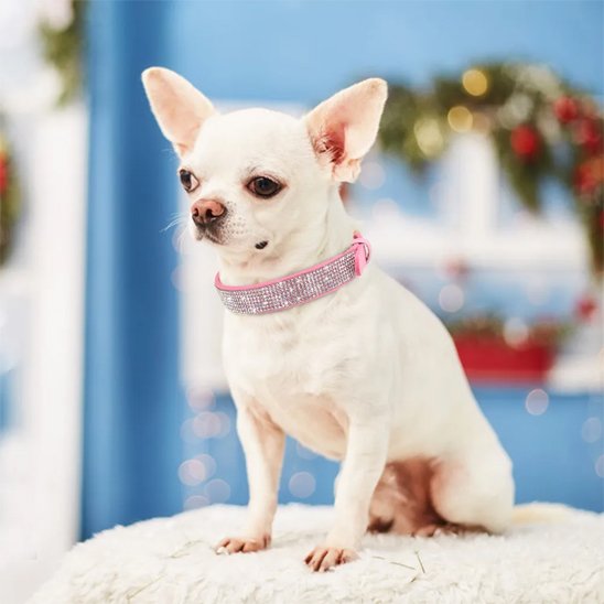 Collier-en-cuir-pour-chien-diamants