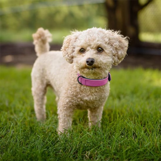 Collier-pour-chien-Premium-Secure-violet