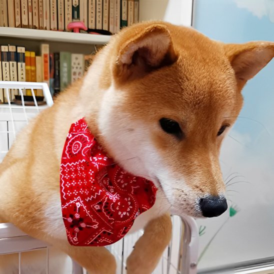 Collier pour chien | Foulard confort
