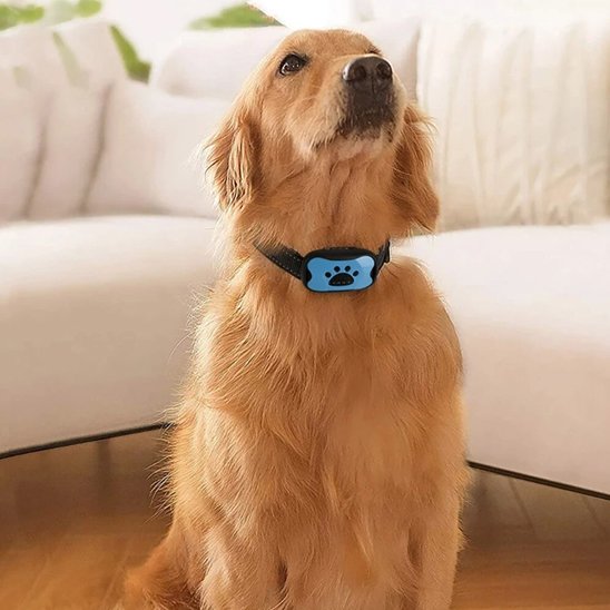 Collier-dressage-pour-chien