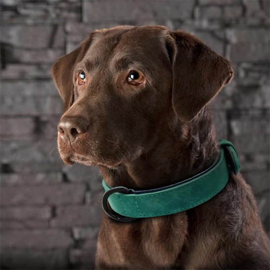 Collier-pour-chien-Premium-Secure