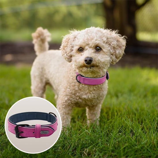 Collier-pour-chien-Premium-Secure