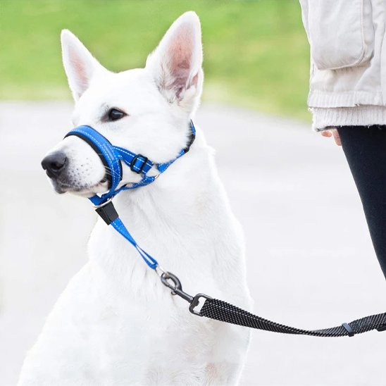Muselière-chien-confort-lanière