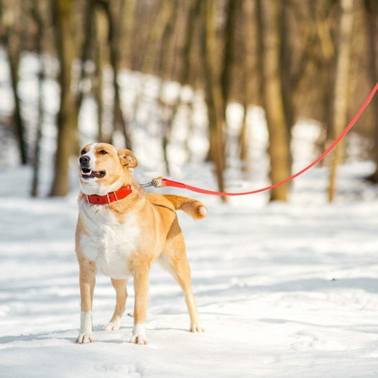 Longe-pour-chien-Robuste-&-Ajustable
