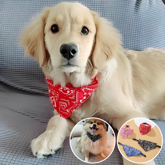 Collier pour chien | Foulard confort