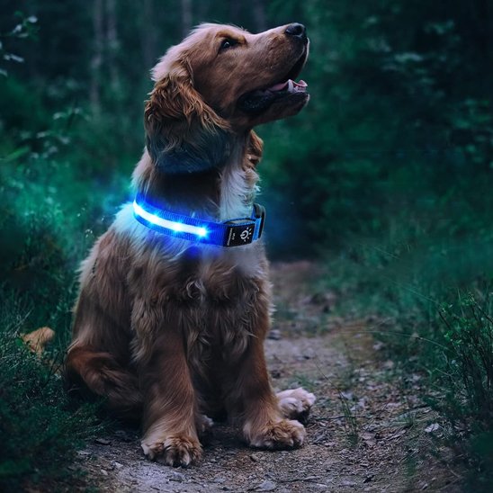 Collier-GPS-chien-Locatrack