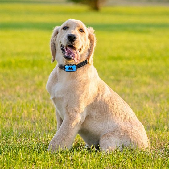 Collier-dressage-pour-chien