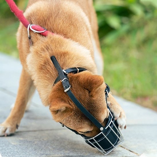 Muselière-pour-chien-confort-sécurité