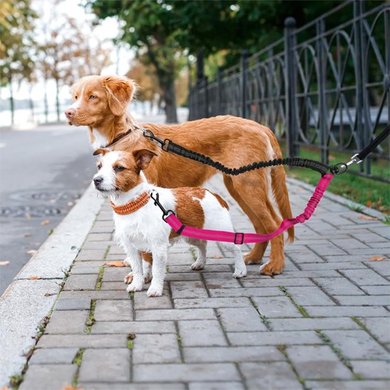 Laisse-double-pour-chien_Anti-enchevĂȘtrement