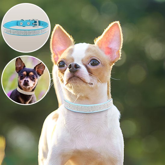 Collier-en-cuir-pour-chien-diamants