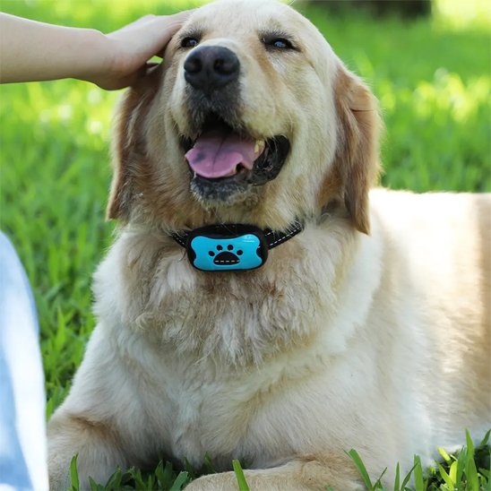 Collier-dressage-pour-chien