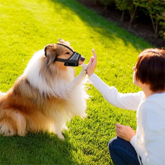 Muselière pour chien | Confort Sécurité