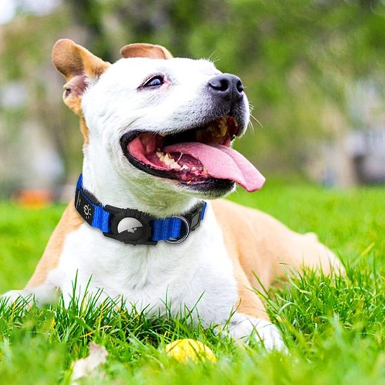 Collier-GPS-chien-Locatrack