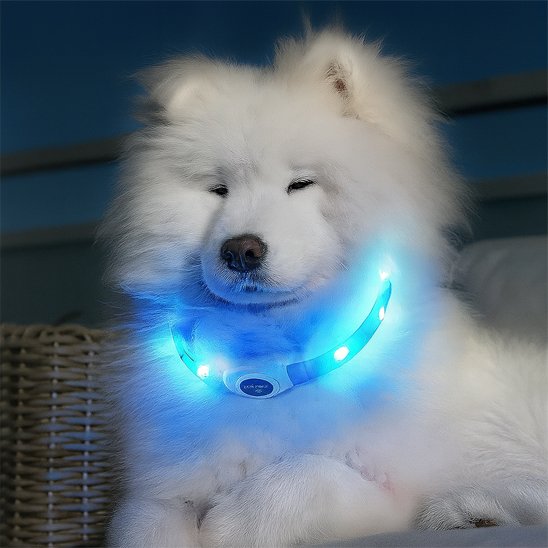Collier-lumineux-chien-Sécuri500