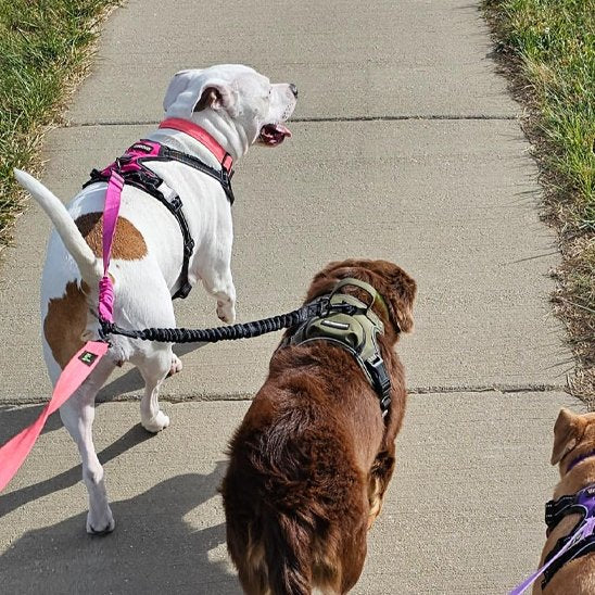 Laisse-double-pour-chien_Anti-enchevĂȘtrement