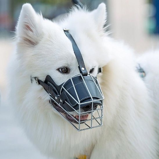Muselière-pour-chien-confort-sécurité