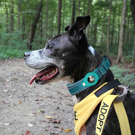 Collier-gps-chien-bleu