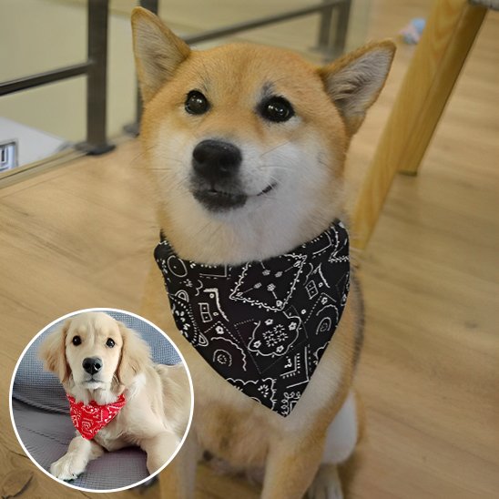 Collier pour chien | Foulard confort