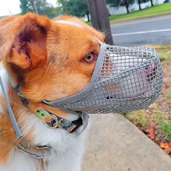 Muselière-chien-Confort-Secure