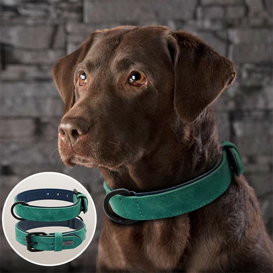Collier-pour-chien-Premium-Secure