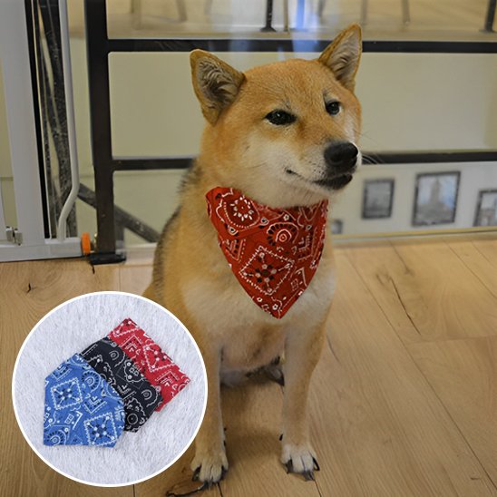 Collier pour chien | Foulard confort