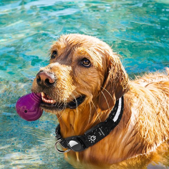Collier-GPS-chien-Locatrack