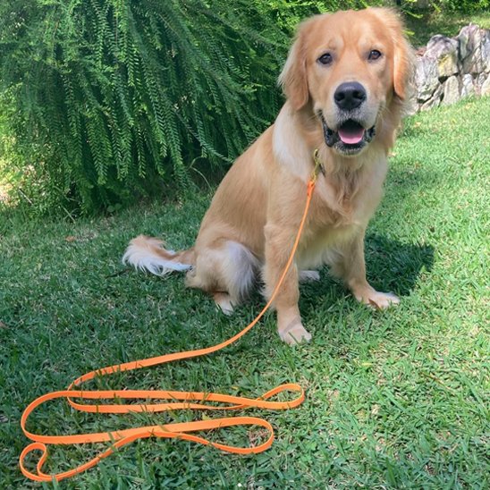 Longe-pour-chien-Robuste-&-Ajustable