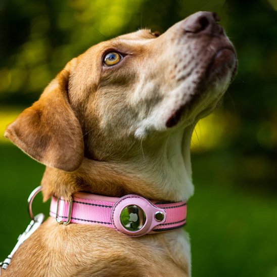 Collier-gps-chien-rose
