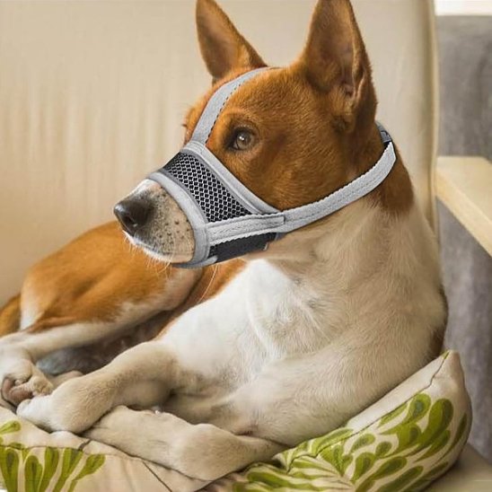 Muselière pour chien | Confort Sécurité