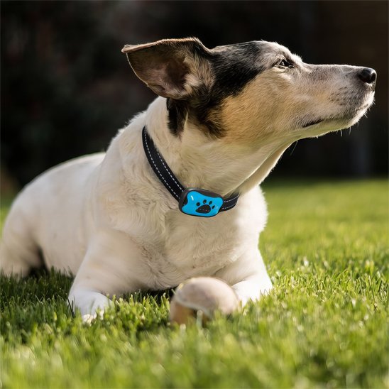 Collier-dressage-pour-chien