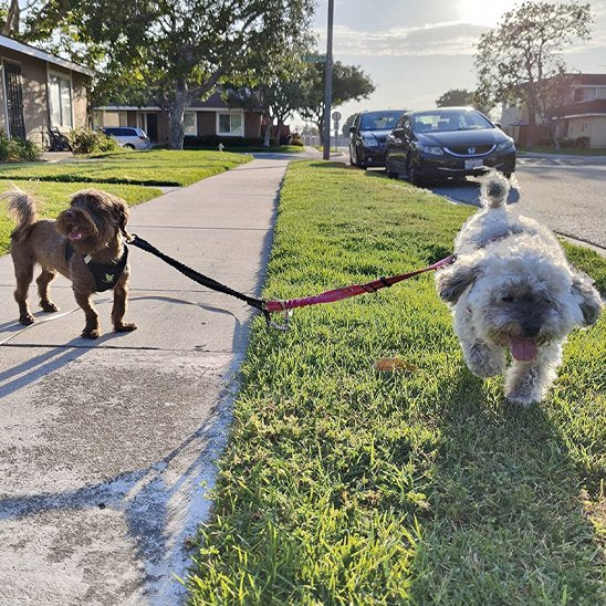 Laisse-double-pour-chien_Anti-enchevĂȘtrement