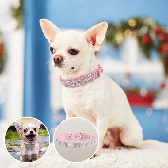 Collier-en-cuir-pour-chien-diamants