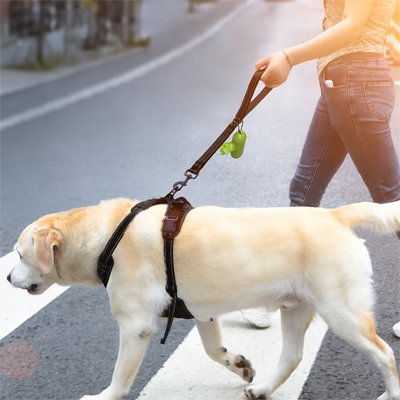 Laisse pour chien robuste | PawControl