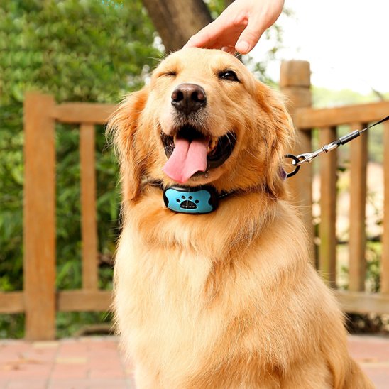 Collier-dressage-pour-chien
