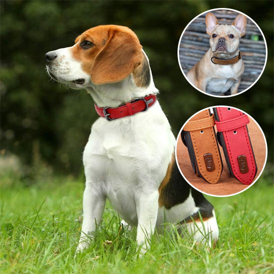 Collier-pour-chien-Premium-Secure