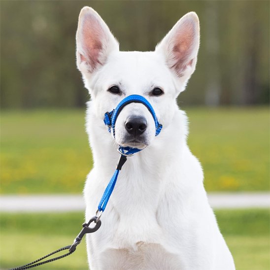 Muselière-chien-confort-lanière