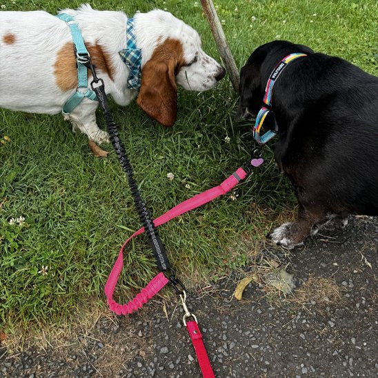 Laisse-double-pour-chien_Anti-enchevĂȘtrement
