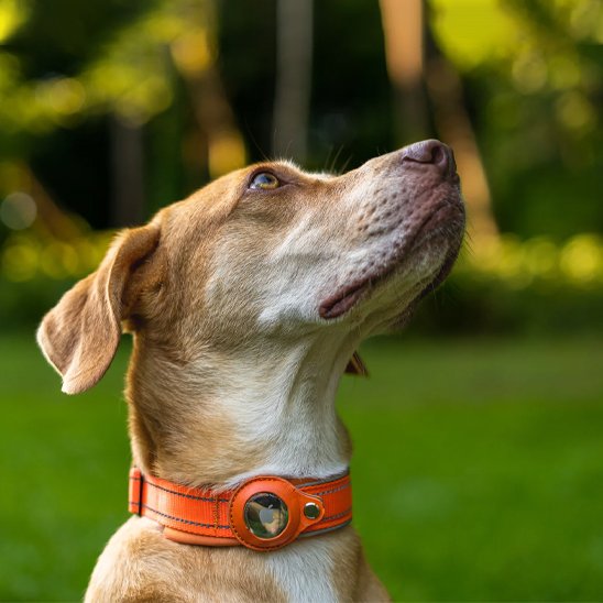 Collier-gps-chien