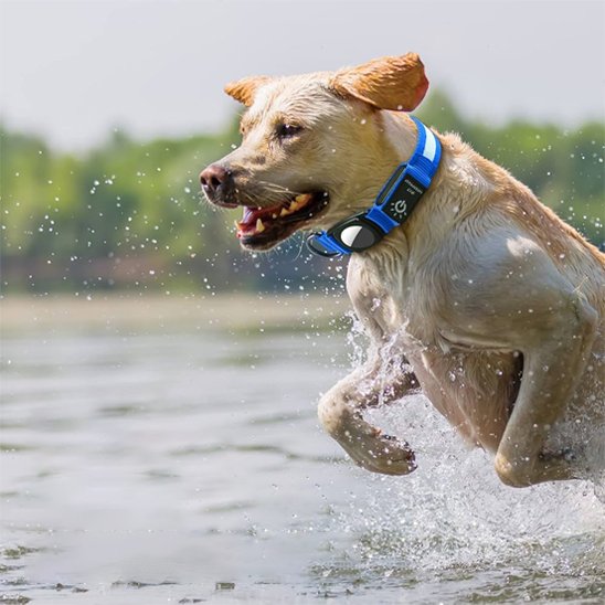 Collier-GPS-chien-Locatrack-bleu