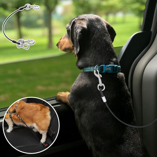 Laisse pour chien | Résistante pour voiture