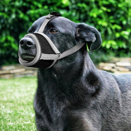 Muselière pour chien | Confort Sécurité